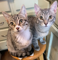 VIP Petcare Vaccination Clinic - Photo 4 - Car repair in Cicero, NY, Syracuse