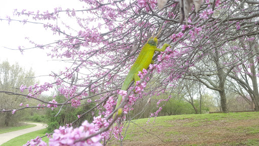 Reptile Store «Reptile Pets Direct», reviews and photos, 8088 Pat Booker Rd, Live Oak, TX 78233, USA