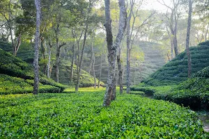 Noor Jahan Tea Garden image