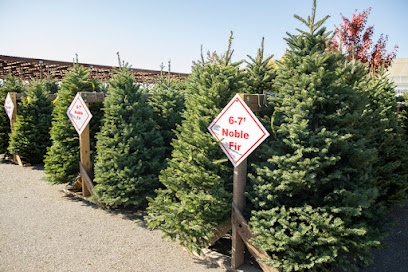 Christmas Tree Lot at Green Acres Nursery & Supply l Citrus Heights