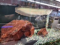 Chris' Tropical Treasures - Photo 2 - Car repair in Northlake, IL, Chicago