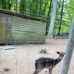 Photo n°11 de l'avis de SueTellen2. fait le 26/05/2020 à 20:09 sur le  Erlebniswald Am Acisbrunnen à Schlüchtern