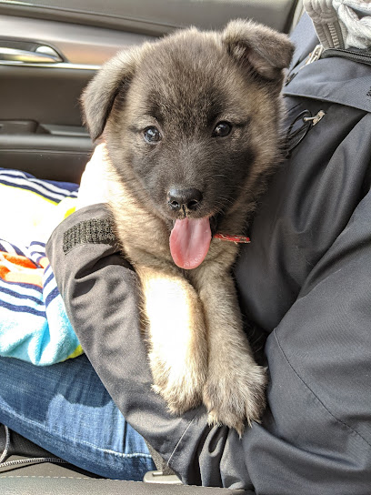 Castlebar Elkhounds