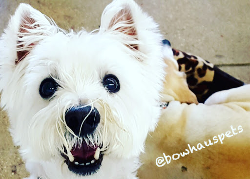 Dog Day Care Center «The Bowhaus Pet Company», reviews and photos, 2472 E Colorado Blvd, Pasadena, CA 91107, USA