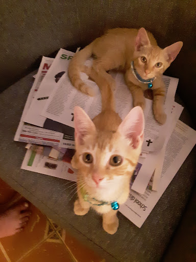 Pet Supply Store «Pet Supermarket», reviews and photos, 2585 N Atlantic Ave, Daytona Beach, FL 32118, USA