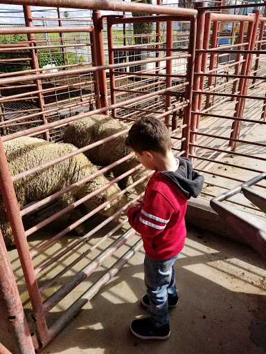 Meat Wholesaler «Lizze Custom Processing», reviews and photos, 7310 Pine Ave, Chino, CA 91708, USA