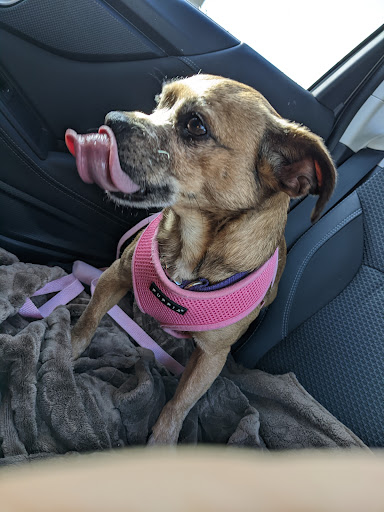 Pet Supply Store «PetSmart», reviews and photos, 8537 W Grand River Ave, Brighton, MI 48116, USA