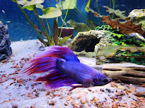 Rainbow River Aquatics - Photo 3 - Car repair in Port St. Lucie, FL, Port St. Lucie