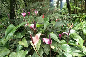 Gurukula Botanical Sanctuary image