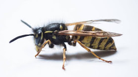 Wasp Nest - we eradicate wasps Fast and Safely 24/7 Auckland wide