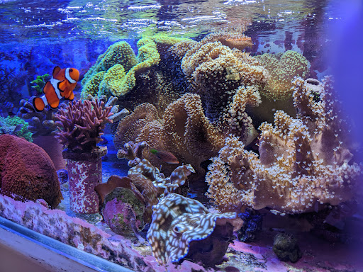 Tropical Fish Store «Amazing Aquariums & Reefs», reviews and photos, 646 E Katella Ave, Orange, CA 92867, USA