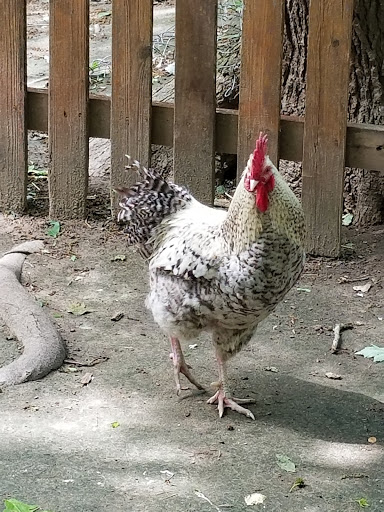 Zoo «3 Palms Zoo & Education Center», reviews and photos, 924 Blackbird Forest Rd, Clayton, DE 19938, USA