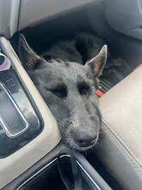 Lucy's Doggy Daycare and Spa - Photo 8 - Car repair in San Antonio, TX, San Antonio