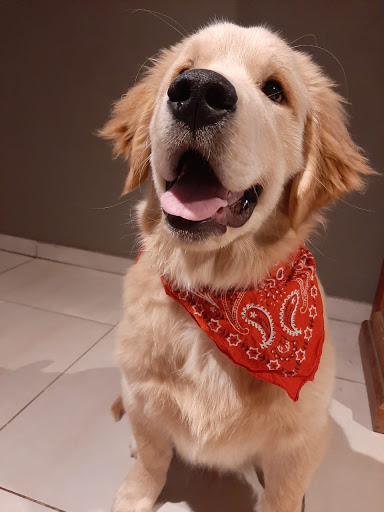 CRIADERO DE GOLDEN RETRIEVER NEW MARVEL´S