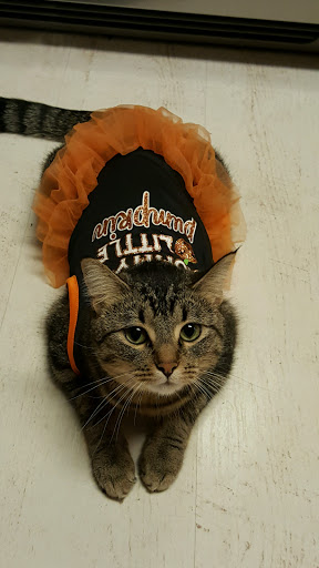 Thrift Store «Goodwill Store & Donation Center», reviews and photos, 675 W North Ave, Elmhurst, IL 60126, USA