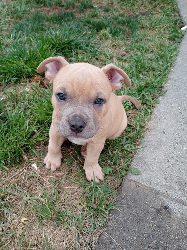 Pet Supply Store «Ace Pet Supply & K-9 Center Inc», reviews and photos, 206 Vanderpool St, Newark, NJ 07114, USA