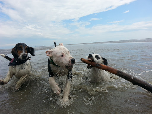 Tierarztpraxis Simone Brüggemann unter Friedeburg, Niedersachsen