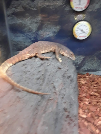 Pet Supply Store «Petco Animal Supplies», reviews and photos, 27111 167th Pl SE #113, Covington, WA 98042, USA