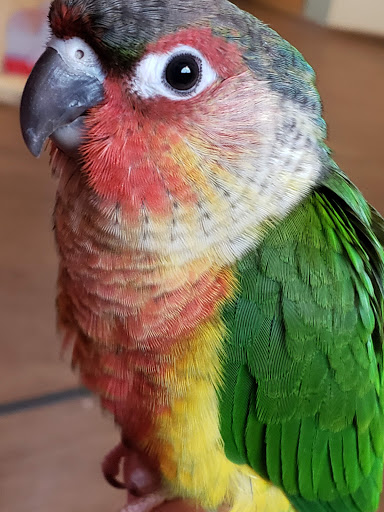 Bird Shop «Parrot & Bird Emporium Inc», reviews and photos, 360 N Westfield St, Feeding Hills, MA 01030, USA