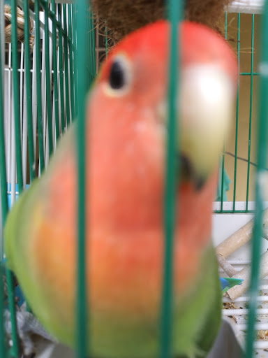 Pet Store «El Palomar Pet Shop Inc», reviews and photos, 4712 W Flagler St, Coral Gables, FL 33134, USA