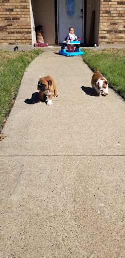 Pet Supply Store «Pet Supplies Plus», reviews and photos, 1031 Northwest Hwy, Garland, TX 75041, USA