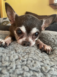 Dog Ananda - Photo 3 - Car repair in , Clearwater