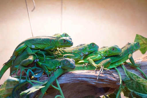 Pet Store «Forever Pets Inc», reviews and photos, 1030 Basse Rd, San Antonio, TX 78212, USA