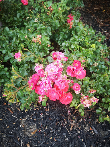 Park «Eden Park», reviews and photos, 950 Eden Park Dr, Cincinnati, OH 45202, USA