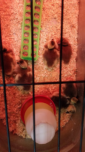 Animal Feed Store «Wilco Farm Store», reviews and photos, 1905 NE Four Acre Pl, Corvallis, OR 97330, USA