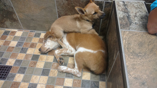 Pet Supply Store «Pet Valu», reviews and photos, 150 Main St, Lodi, NJ 07644, USA