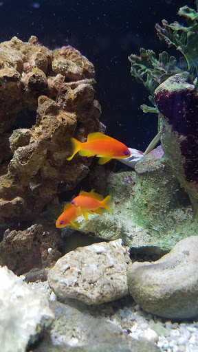 Pet Store «Fancy Tails Fish Farm», reviews and photos, 2324 US Hwy 27 S, Sebring, FL 33872, USA