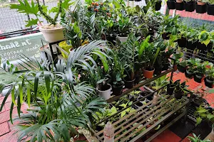 Inshades Indoor Plants and Pots pala image