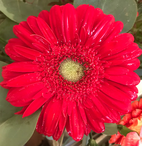 Florist «Trillium», reviews and photos, 41 Rittenhouse Pl, Ardmore, PA 19003, USA