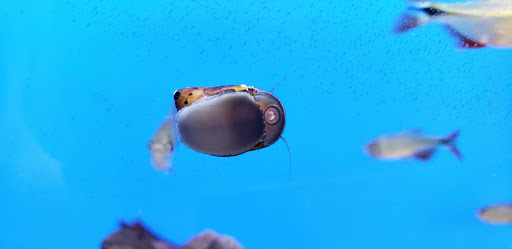 Pet Supply Store «Petco Animal Supplies», reviews and photos, 300 Hylan Dr, Rochester, NY 14623, USA