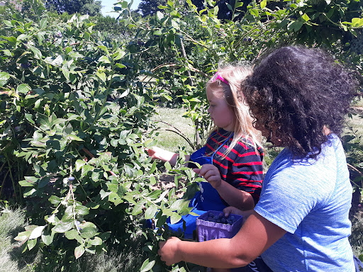 Adkins Blueberry Farm