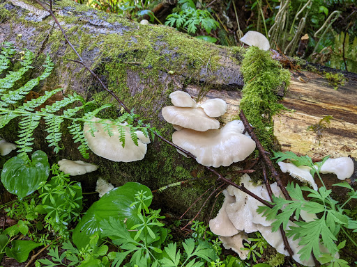 Nature Preserve «Redmond Watershed Preserve», reviews and photos, 21760 NE Novelty Hill Rd, Redmond, WA 98053, USA