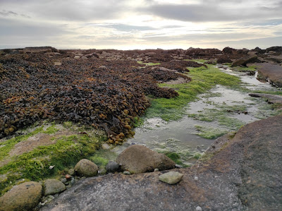 Roc'h Du à Île-Molène