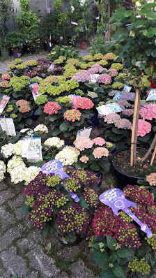 Blumenhaus Mayer - Inhaber DI Buttinger Christoph Lichtenegger Str., 4872, Österreich