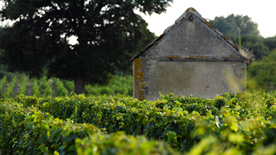 Vignoble AOC de Châteaumeillant à Châteaumeillant