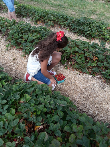Tourist Attraction «Sunflower Maze», reviews and photos, South St, Middlefield, CT 06455, USA
