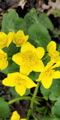 Bird Watching Area «Haehnle Sanctuary», reviews and photos, Seymour Rd, Pleasant Lake, MI 49272, USA