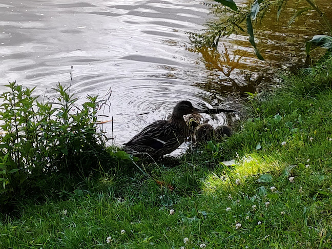 Domki letniskowe nad jeziorem Łabędź - Agencja Nieruchomości