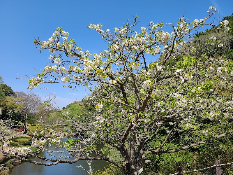 鎌倉中央公園 清水塚口