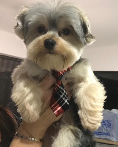 Pet Store «La Bone Pet Spa», reviews and photos, 8739 Stirling Rd, Cooper City, FL 33328, USA