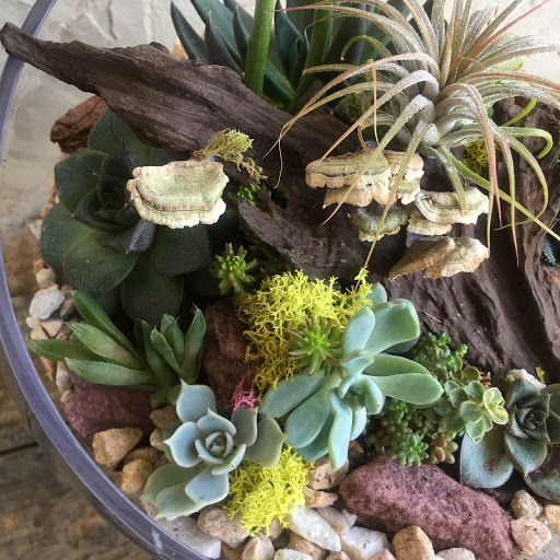 Wholesale Florist «Urban Jungle», reviews and photos, 2603 Sherman Ave NW, Washington, DC 20001, USA