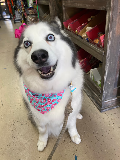 Pet Groomer «ITIG Happy Dog Wash», reviews and photos, 6465 S Chickasaw Trail, Orlando, FL 32829, USA