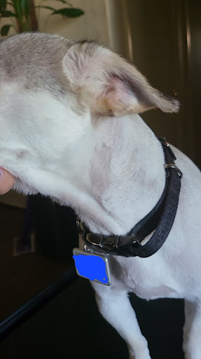 Pet Supply Store «Petco Animal Supplies», reviews and photos, 5151 Gosford Rd, Bakersfield, CA 93313, USA