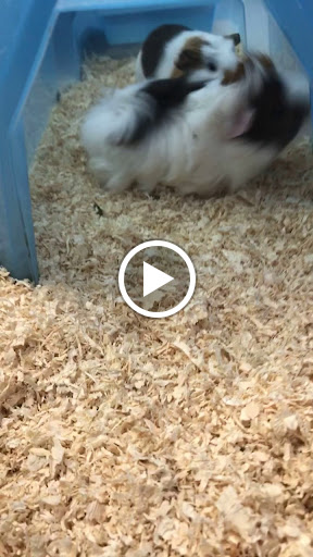 Pet Groomer «Animal Kingdom Grooming», reviews and photos, 339 S Santa Fe Ave, Pueblo, CO 81003, USA