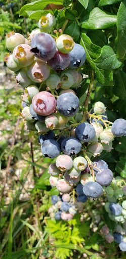 Produce Market «Race Farm», reviews and photos, 87 Belcher Rd, Blairstown, NJ 07825, USA