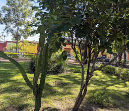 Jardín Conzatti photo